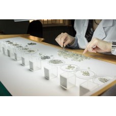 September sales totalled $338.7mn at Alrosa